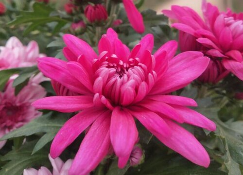 中山的市花是什么花