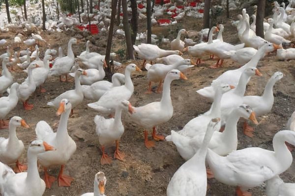 白条鸭为什么那么便宜