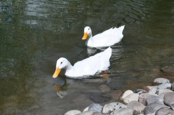 白条鸭为什么那么便宜