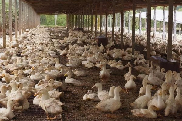 白条鸭为什么那么便宜