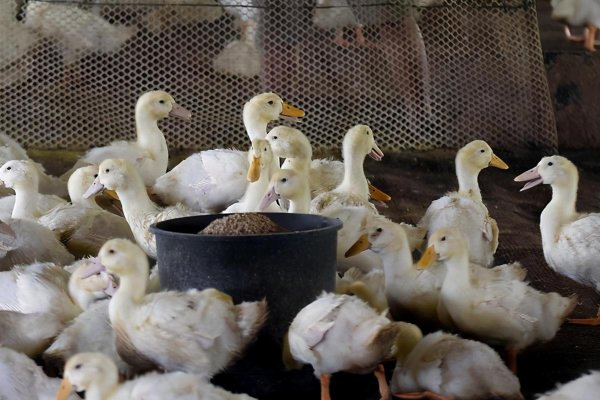 白条鸭为什么那么便宜