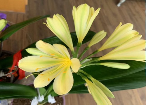 如何让君子兰快速开花