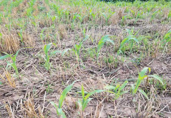 地老虎用什么农药防治最好