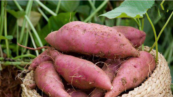 地老虎用什么农药防治最好