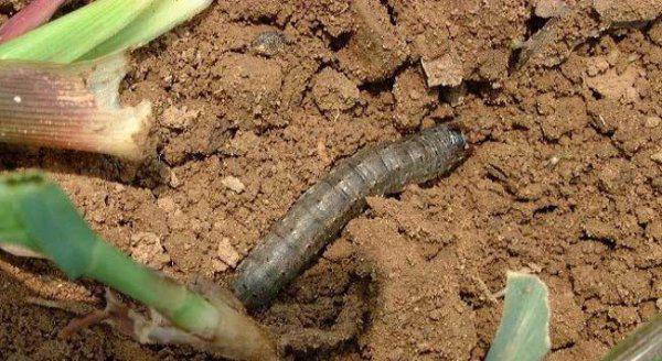 地老虎用什么农药防治最好