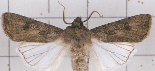 地老虎用什么农药防治最好