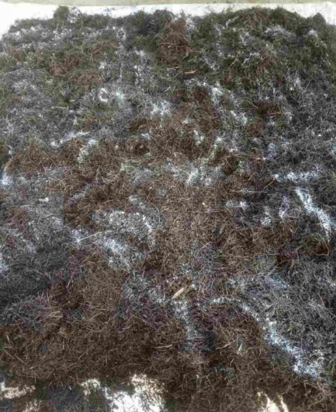 怎么杀死土壤里的虫子