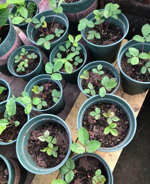 怎么杀死土壤里的虫子