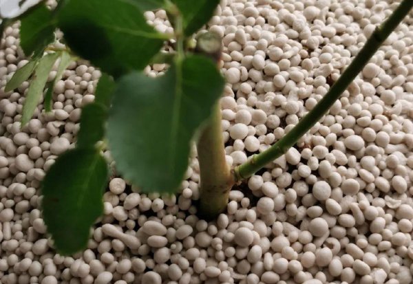 怎么杀死土壤里的虫子