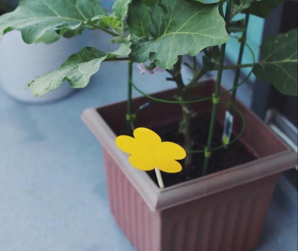 怎么杀死土壤里的虫子