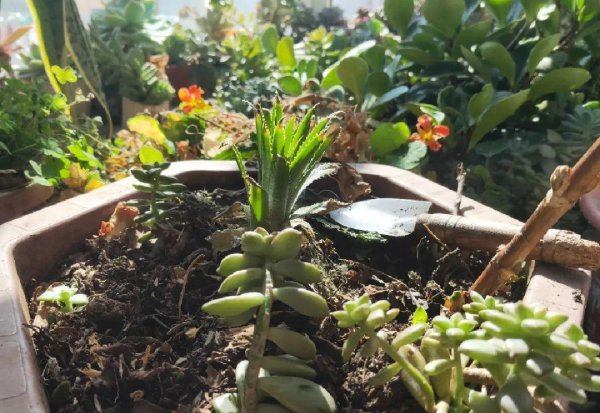 怎么杀死土壤里的虫子