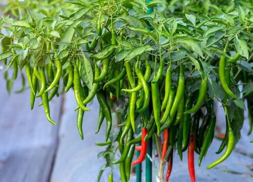 辣椒叶子卷起来了是什么原因