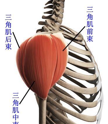 肩后束锻炼方法及训练难点