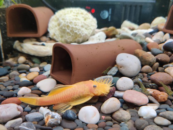 亚甲基蓝可以直接放鱼缸里吗