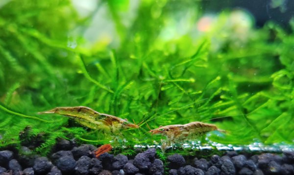 亚甲基蓝可以直接放鱼缸里吗