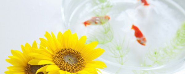 鱼缸靠着卧室墙可以吗