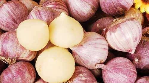 独头蒜是怎么种出来的图片