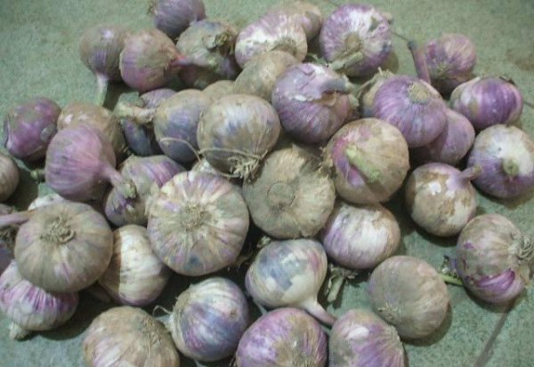 独头蒜是怎么种出来的图片