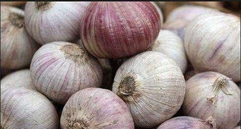 独头蒜是怎么种出来的图片