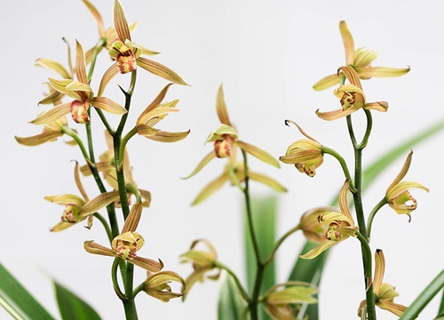 春天怎么养兰花开花更轻松