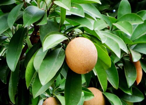 人参果什么时候成熟