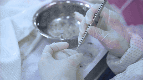 燕窝怎么来的形成的