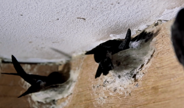 燕窝怎么来的形成的