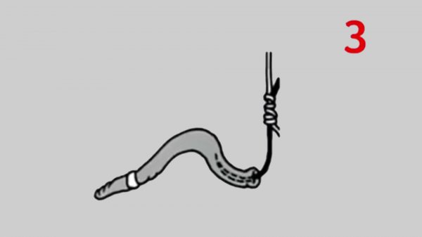 蚯蚓的正确挂钩法