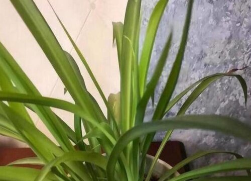 吊兰为什么叶子发黄