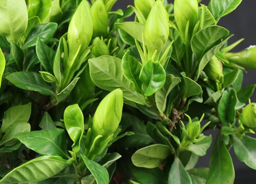 小叶栀子花什么时候开花