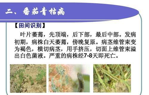 西红柿青枯病的发病原因