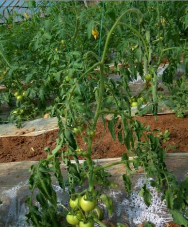 西红柿青枯病的发病原因