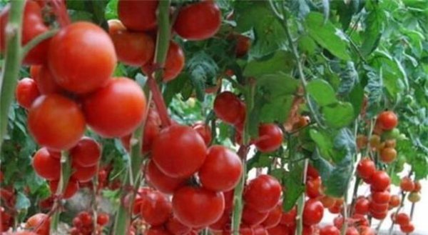 西红柿青枯病的发病原因