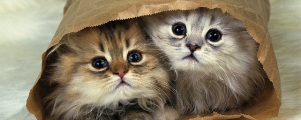 猫咪名字简单气质好听