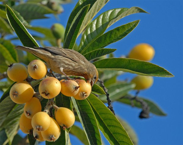 种枇杷树要死人真假