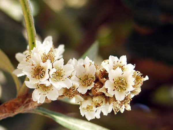 种枇杷树要死人真假