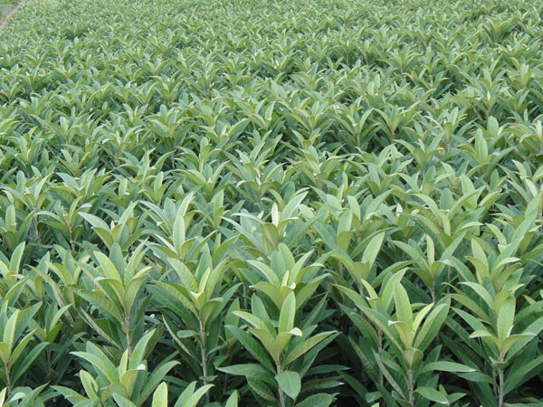 种枇杷树要死人真假