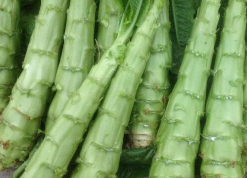 青笋和莴笋有什么区别