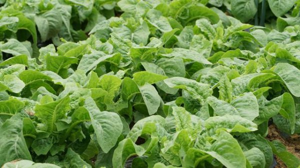 青笋和莴笋有什么区别