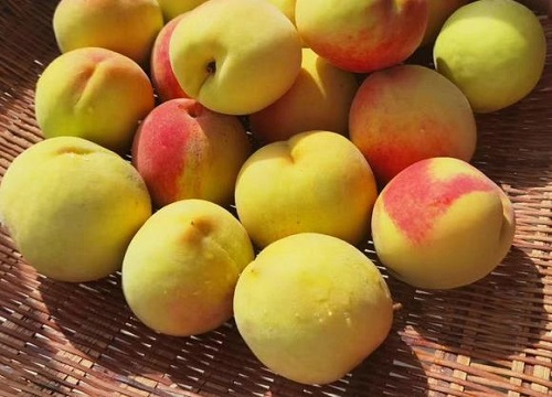 黄桃有哪些品种