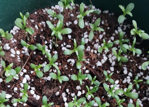 茼蒿种植时间和方法