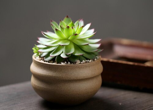 观音莲什么时候换盆最好