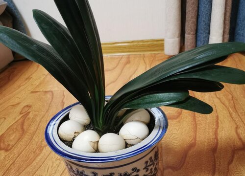 夏季养好君子兰诀窍