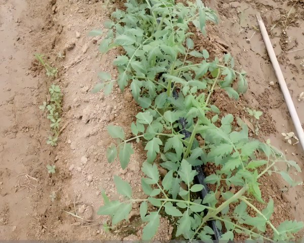 番茄平衡肥什么时候用