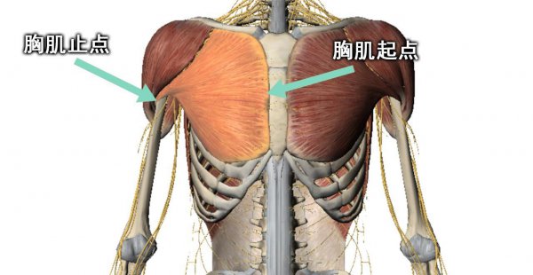 握力棒的正确锻炼方法