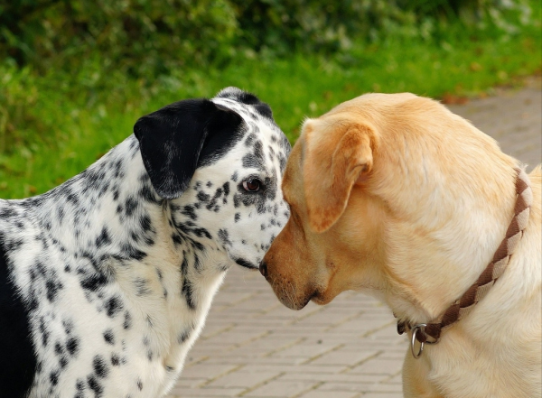 家里养公狗好还是母的好养