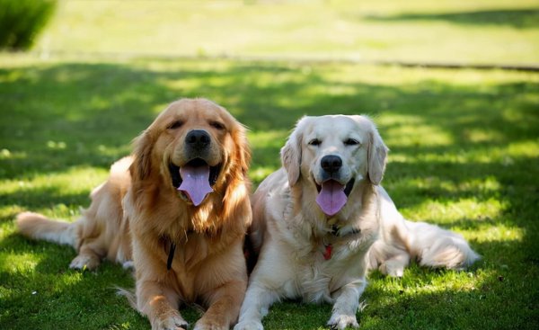 家里养公狗好还是母的好养