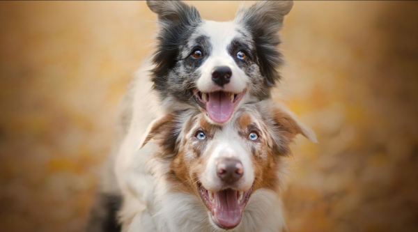 家里养公狗好还是母的好养