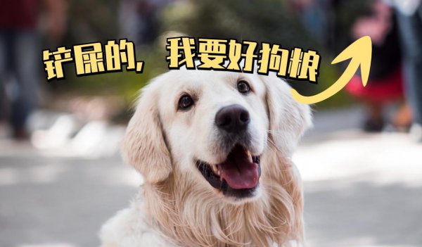 家里养公狗好还是母的好养