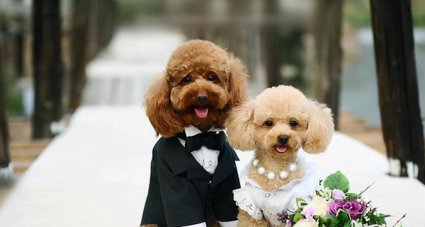 家里养公狗好还是母的好养